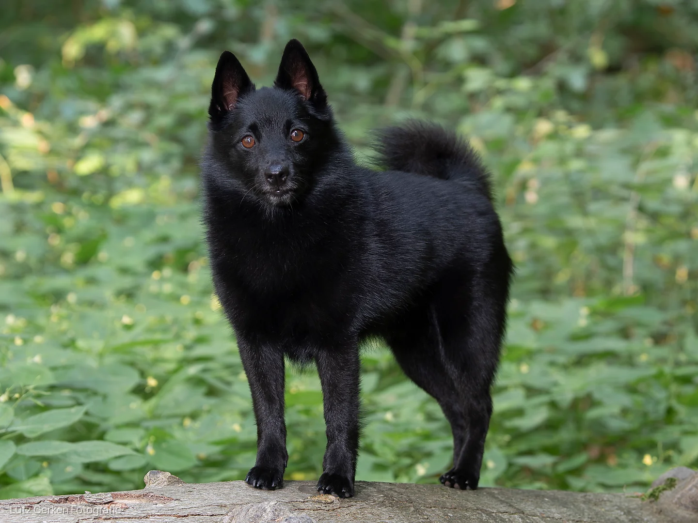 Schipperke - Small Belgians with Big Character