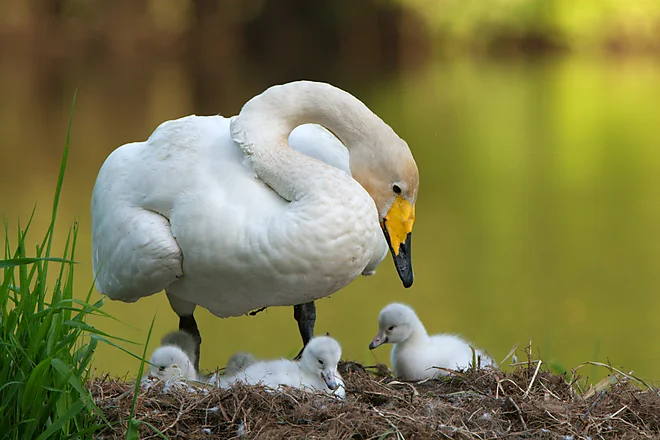 Singschwan mit Küken (Cygnus cygnus)