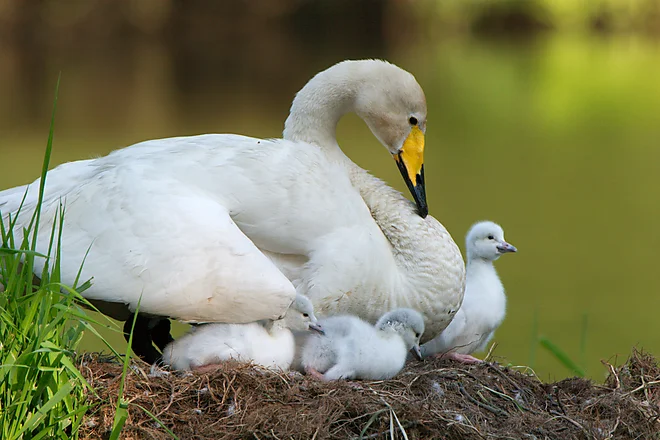 Singschwan mit Küken (Cygnus cygnus)