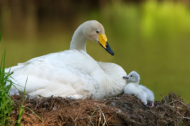 Singschwan mit Küken (Cygnus cygnus)
