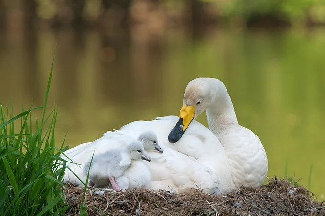 Singschwan mit Küken (Cygnus cygnus)