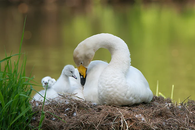 Singschwan mit Küken (Cygnus cygnus)