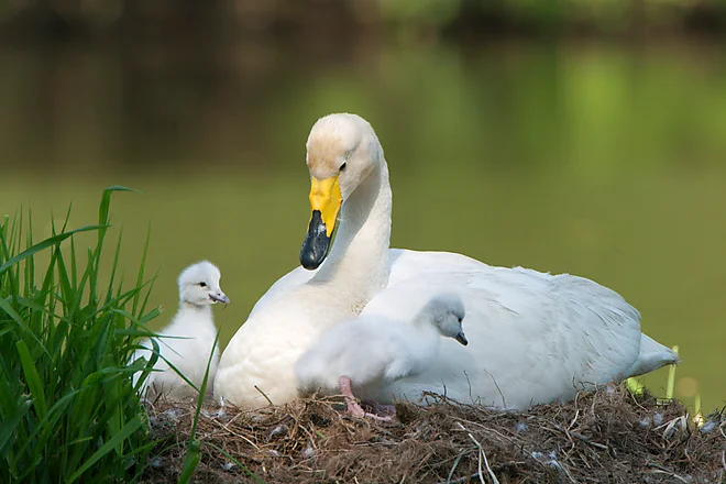 Singschwan mit Küken (Cygnus cygnus)