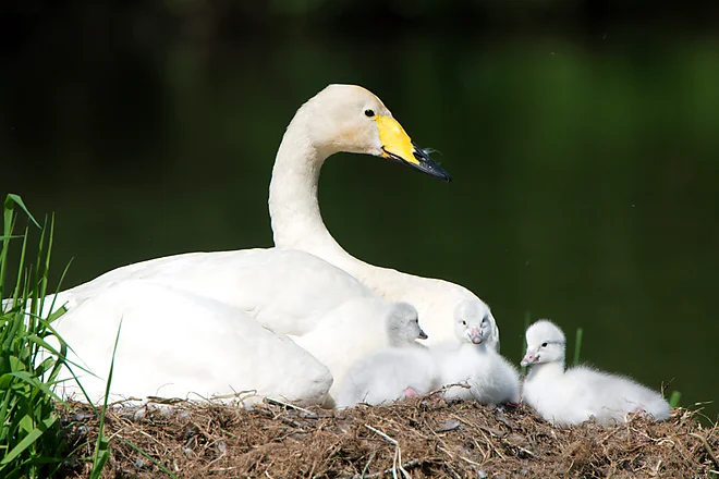 Singschwan mit Küken (Cygnus cygnus)