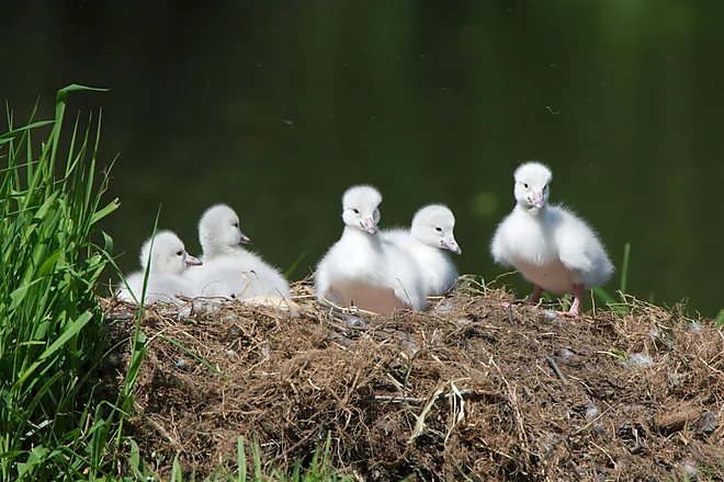 Singschwan Küken (Cygnus cygnus)