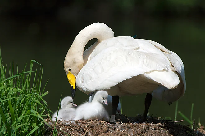 Singschwan mit Küken (Cygnus cygnus)