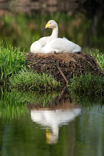 Singschwan (Cygnus cygnus)
