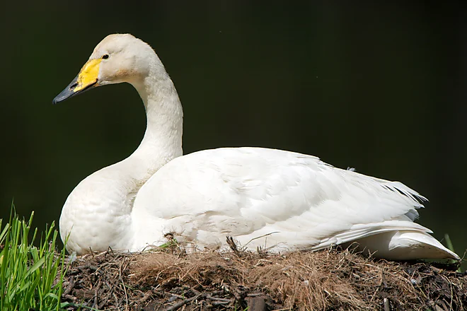 Singschwan (Cygnus cygnus)