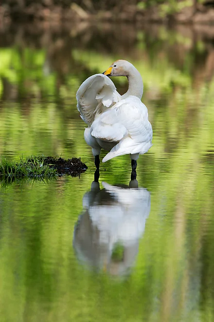Singschwan (Cygnus cygnus)