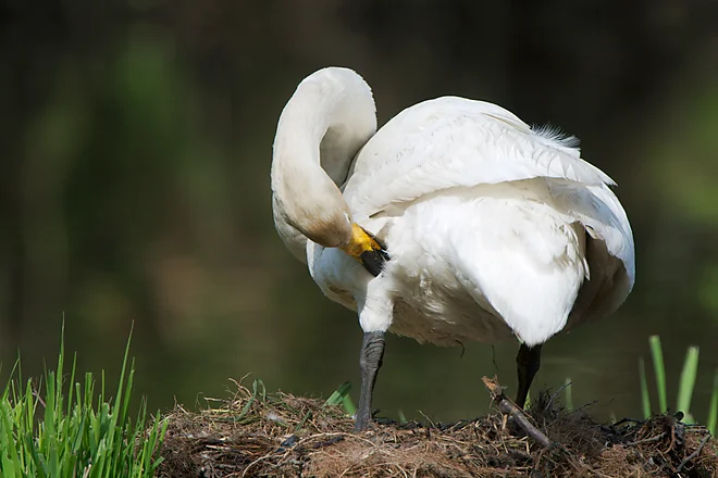 Singschwan (Cygnus cygnus)