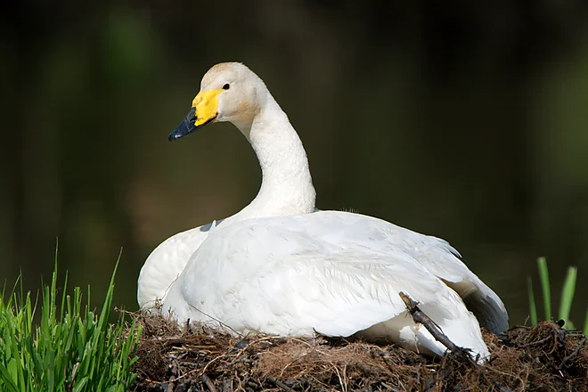 Singschwan (Cygnus cygnus)