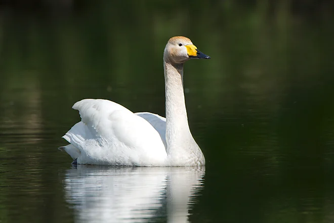 Singschwan (Cygnus cygnus)