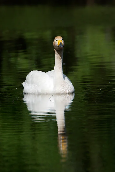 Singschwan (Cygnus cygnus)