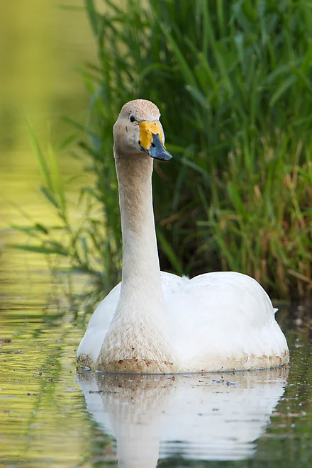Singschwan (Cygnus cygnus)