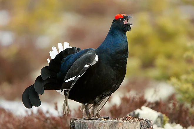 Black Grouse, Sweden (Lyrurus tetrix)