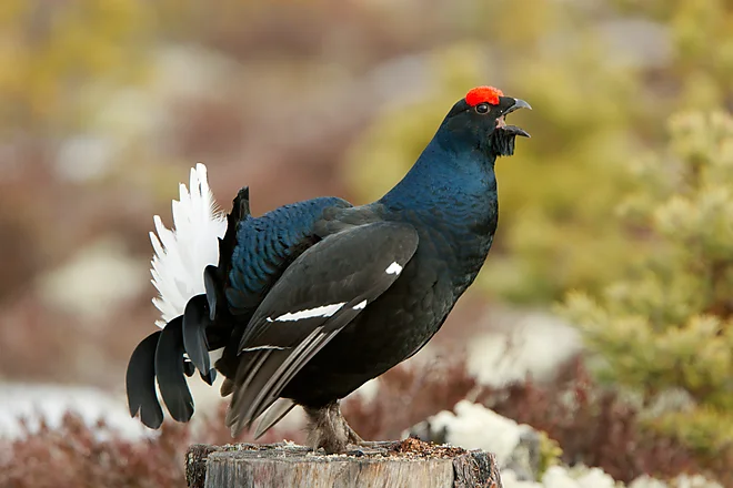 Black Grouse, Sweden (Lyrurus tetrix)