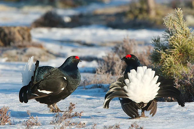 Black Grouse, Sweden (Lyrurus tetrix)