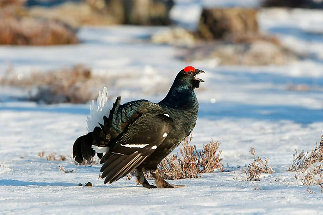 Black Grouse, Sweden (Lyrurus tetrix)