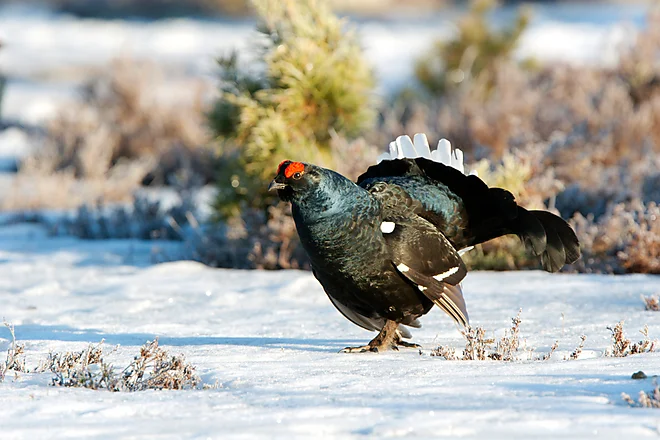 Black Grouse, Sweden (Lyrurus tetrix)