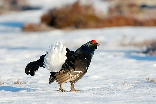 Black Grouse, Sweden (Lyrurus tetrix)