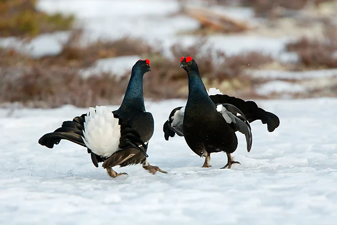 Black Grouse, Sweden (Lyrurus tetrix)