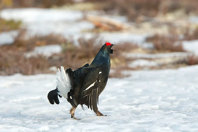 Black Grouse, Sweden (Lyrurus tetrix)