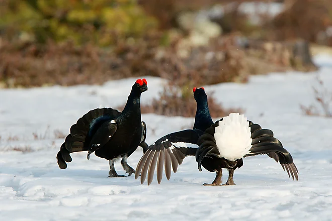 Birkhähne, Schweden (Lyrurus tetrix)