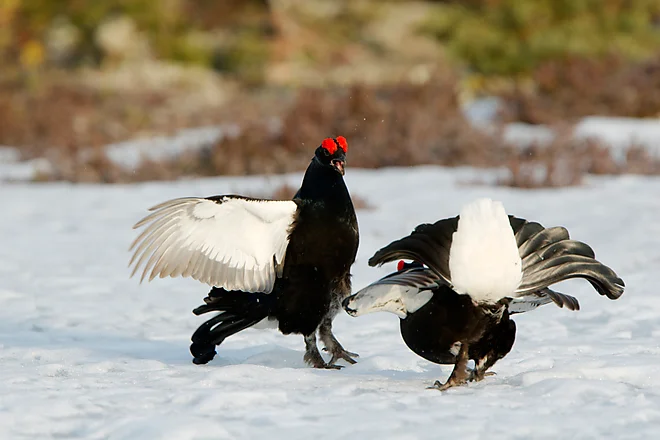 Black Grouse, Sweden (Lyrurus tetrix)