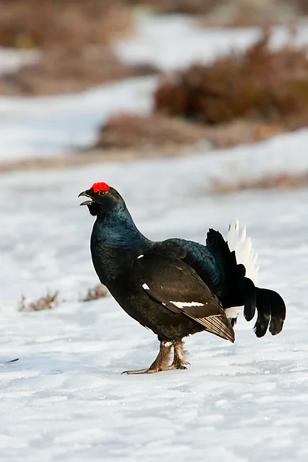 Black Grouse, Sweden (Lyrurus tetrix)