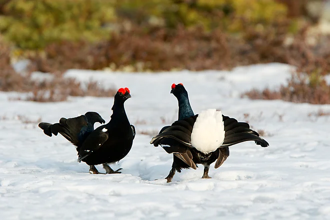 Black Grouse, Sweden (Lyrurus tetrix)