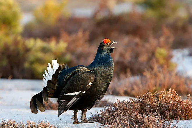 Black Grouse, Sweden (Lyrurus tetrix)