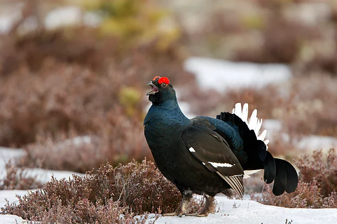 Black Grouse, Sweden (Lyrurus tetrix)