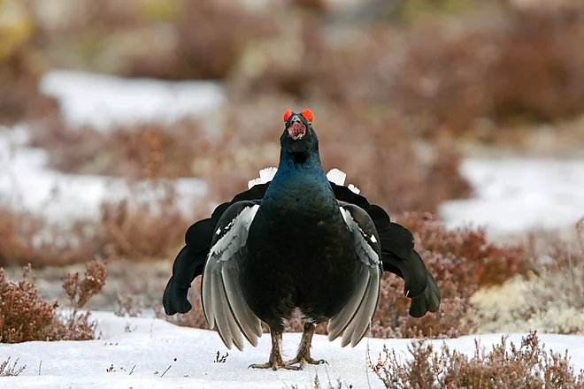 Black Grouse, Sweden (Lyrurus tetrix)