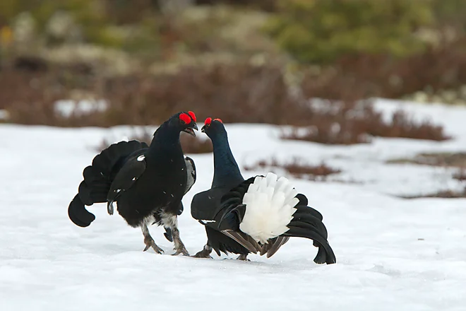 Black Grouse, Sweden (Lyrurus tetrix)