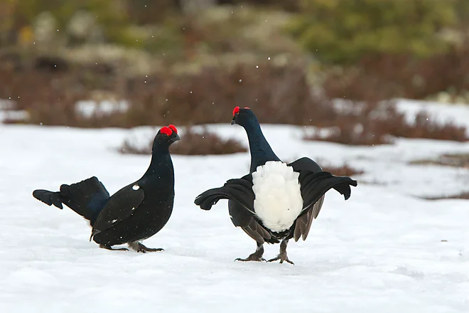 Black Grouse, Sweden (Lyrurus tetrix)