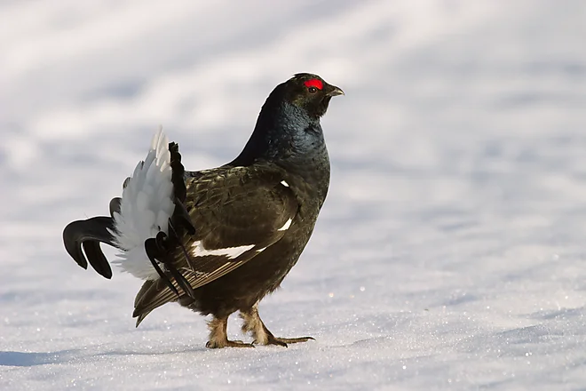Black Grouse, Sweden (Lyrurus tetrix)