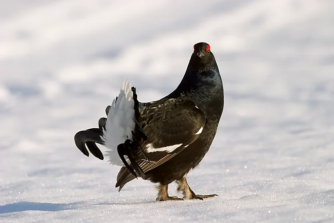 Black Grouse, Sweden (Lyrurus tetrix)