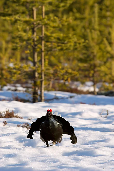 Black Grouse, Sweden (Lyrurus tetrix)