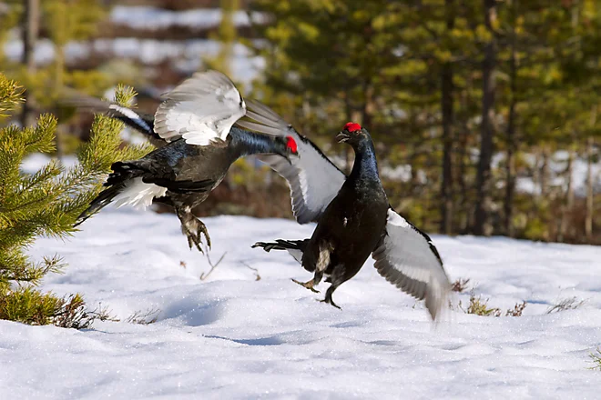 Black Grouse, Sweden (Lyrurus tetrix)