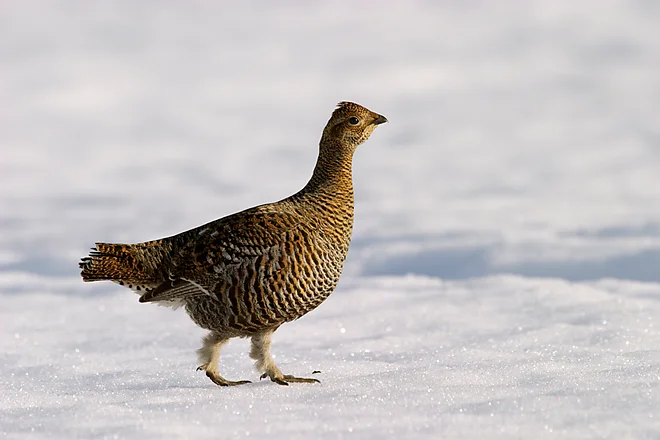 Black Grouse (Lyrurus tetrix)