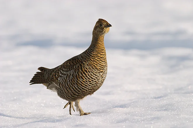 Black Grouse (Lyrurus tetrix)