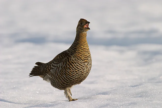 Black Grouse (Lyrurus tetrix)