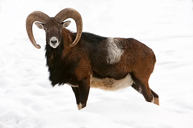 Mufflon (Ovis gmelini musimon)