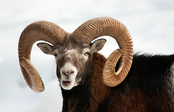 Mouflon (Ovis gmelini musimon)