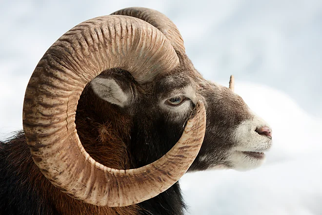Mouflon (Ovis gmelini musimon)