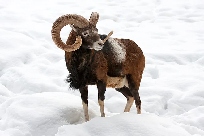Mouflon (Ovis gmelini musimon)