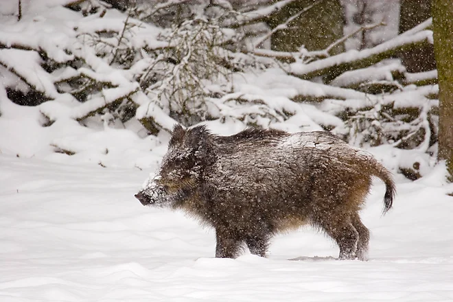 Wild boar (Sus scrofa)
