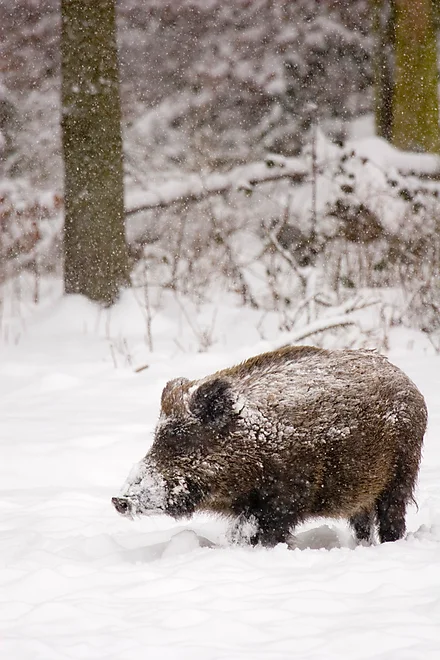 Wild boar (Sus scrofa)