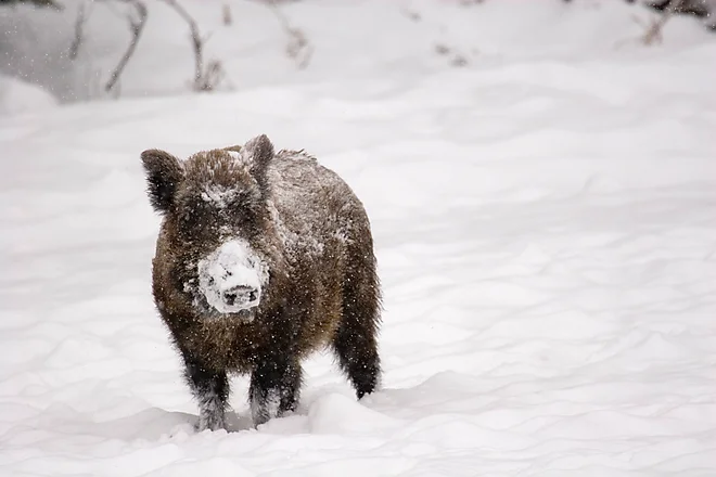 Wild boar (Sus scrofa)