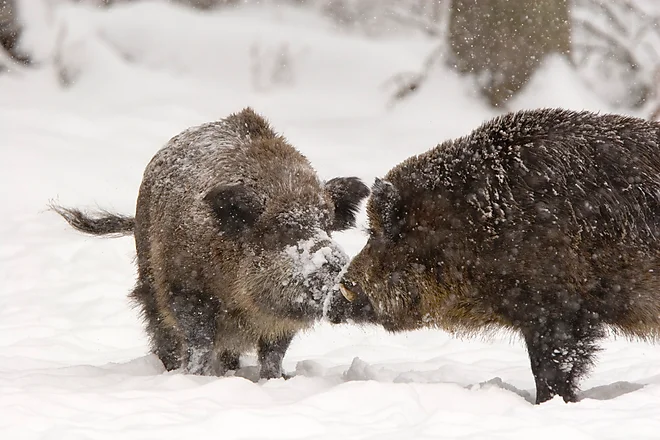 Wild boar (Sus scrofa)